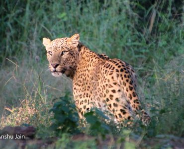 Leopards tend to have two or three cubs per gestation. Mothers refrain from wandering their territories after giving birth until their young are capable to come with them. Cubs suckle for around 3 months and are kept hidden for about the first 8 weeks to protect them from predators.