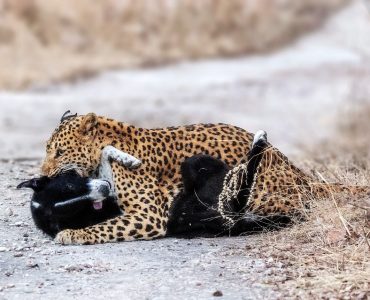 Throughout history, leopards have been depicted in artwork, mythology and folklore in numerous countries. They are also now commonly used as an emblem in sports in much of Africa.