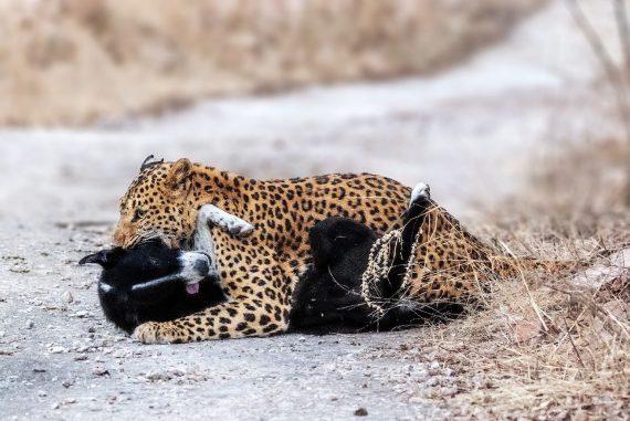 Throughout history, leopards have been depicted in artwork, mythology and folklore in numerous countries. They are also now commonly used as an emblem in sports in much of Africa.