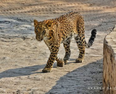 Leopards tend to have distinctive dark spots called rosettes, which create beautiful patterns against their otherwise light fur. Black leopards however have dark fur which makes it difficult to see the spots. They appear almost solid black and are often called black panthers.