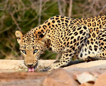 The leopard is the most elusive and secretive of the large felids. They are extremely difficult to trace and locate in the wild.
