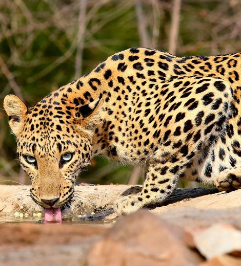 The leopard is the most elusive and secretive of the large felids. They are extremely difficult to trace and locate in the wild.