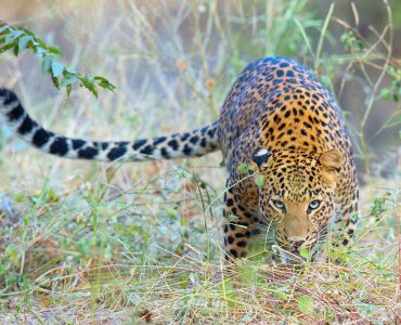 Leopards are predominantly solitary animals that have large territories. While male territories are larger than females and tend to overlap, individuals usually only tolerate intrusion into ranges for mating. They mark their ranges with urine and leave claw marks on trees to warn others to stay away.