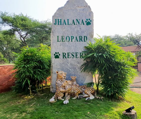 Jhalana Safari