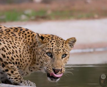 Like cats kept as companions, leopards will growl when angry and purr when content. They have various vocalisations such as a rasping cough which they perform to announce their presence to other leopards.