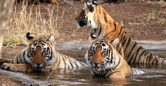 Ranthambore-National-Park