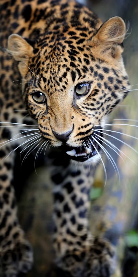 close-angry-leopard-portrait-P8HAHUH-scaled.jpg